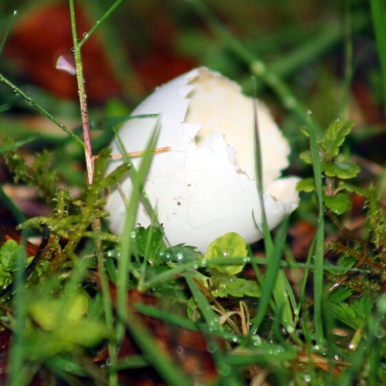 WHite shell lying on green grass | Philomena Madden 2026