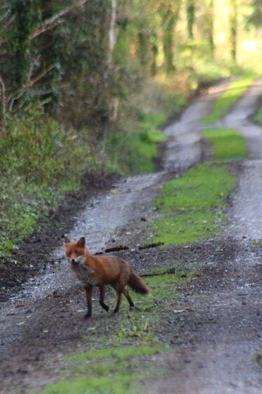 Red fox on a laneway