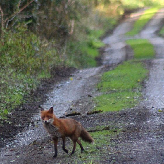 Red fox on a laneway | Philomena Madden 2026