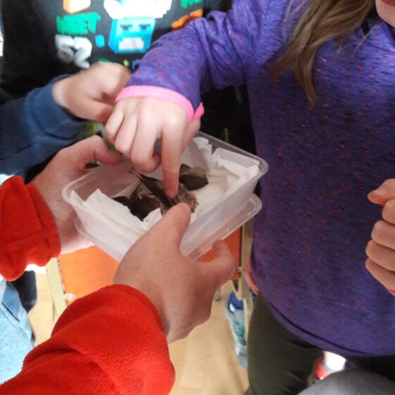 20180824_112621 Year of O'Flaherty 'Go Wild' Nature Camp