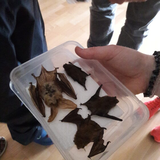20180824_112658 Year of O'Flaherty 'Go Wild' Nature Camp