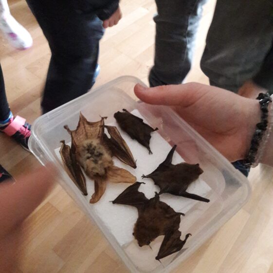 20180824_112705 Year of O'Flaherty 'Go Wild' Nature Camp