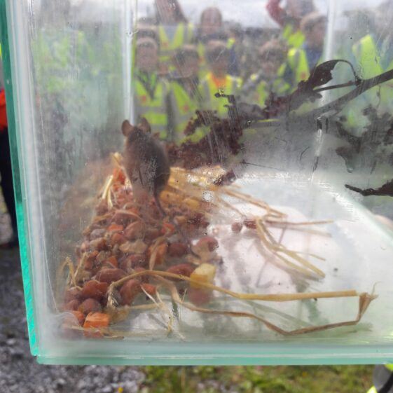 20180824_121736 Year of O'Flaherty 'Go Wild' Nature Camp