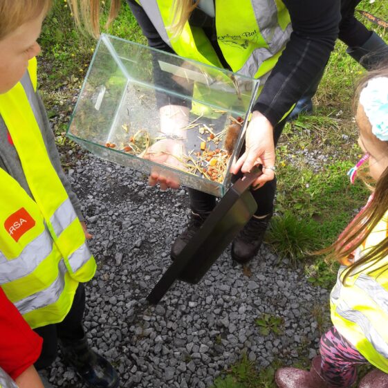 20180824_122145 Year of O'Flaherty 'Go Wild' Nature Camp