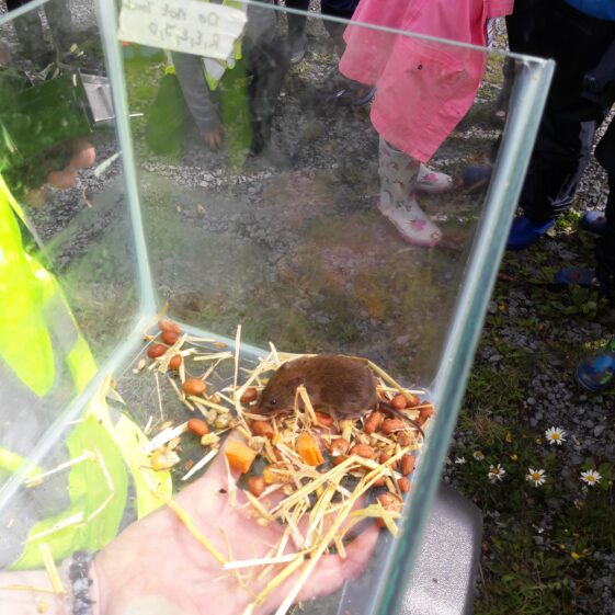 20180824_122239 Year of O'Flaherty 'Go Wild' Nature Camp