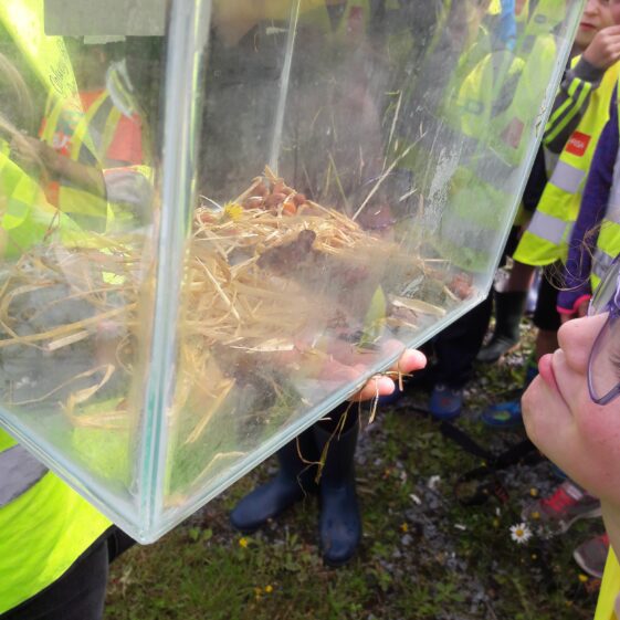 20180824_122953 Year of O'Flaherty 'Go Wild' Nature Camp