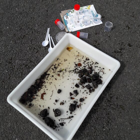 20180824_134253 Year of O'Flaherty 'Go Wild' Nature Camp