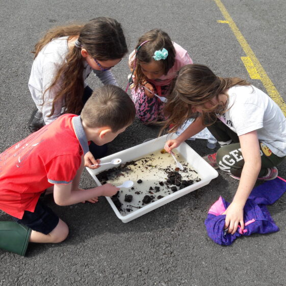 20180824_134334 Year of O'Flaherty 'Go Wild' Nature Camp