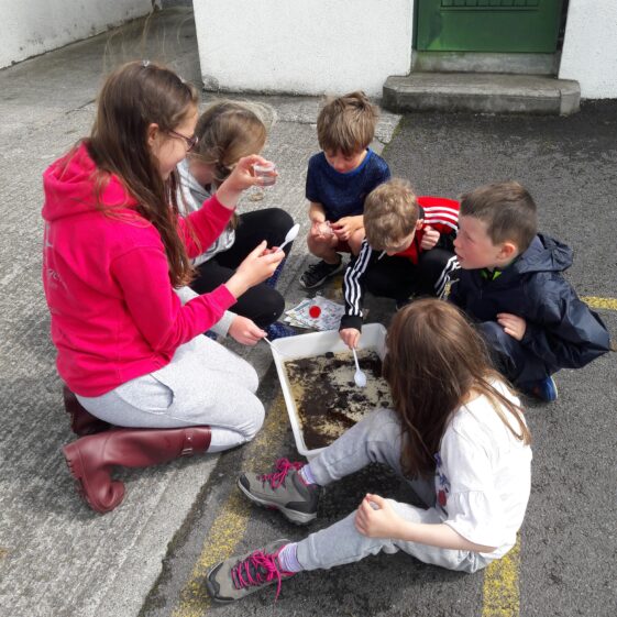 20180824_134509 Year of O'Flaherty 'Go Wild' Nature Camp