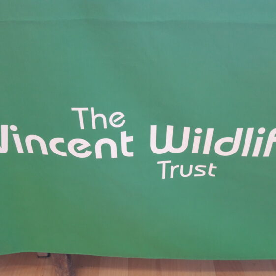 20180824_143459 Year of O'Flaherty 'Go Wild' Nature Camp