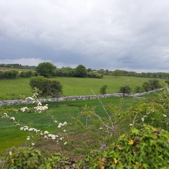Field adjacent to Tobar Brendáin Ower | Moycullen Heritage