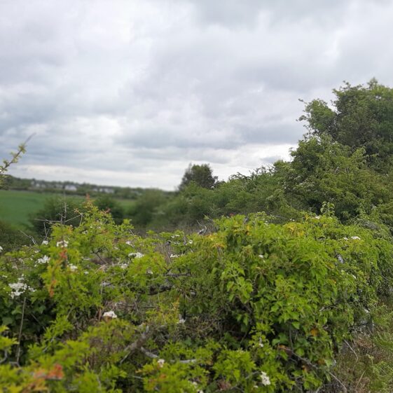 Lisin adjacent to Tobar Brendáin Well Ower | Moycullen Heritage