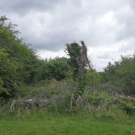 Site of St Brendan's Well Ower | Moycullen Heritage