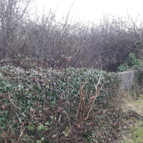 20180402_174851 The overgrown site of Tobar Bríd | Photo Moycullen Heritage