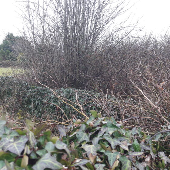 20180402_174913 North Eastern section of wall bounding Tobar Bríd | Photo Moycullen Heritage