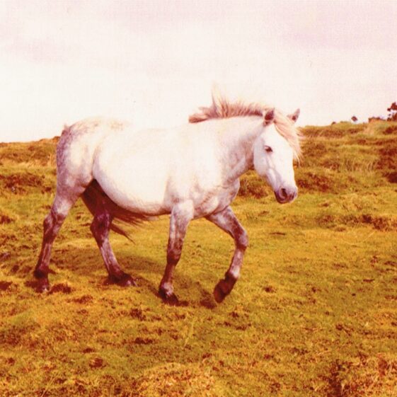 CCI27072019 (3) Connemara Pony owned by Willie Conneely.
Willie was a well known breeder of Connemara Pony's.
| Photo courtesy John Conneely