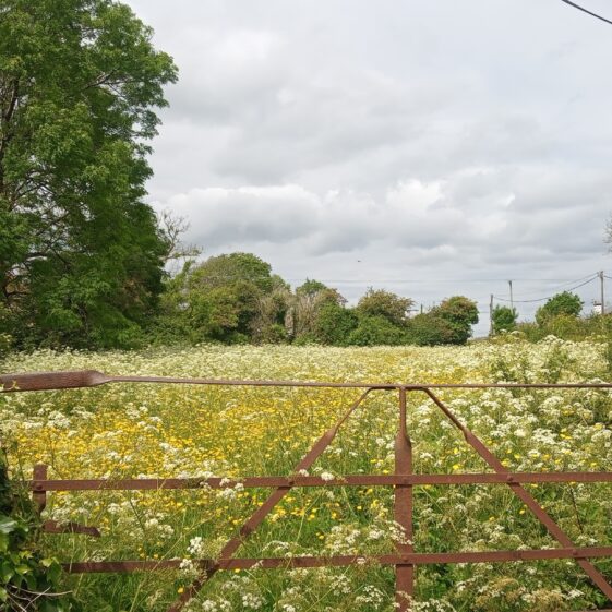  Clooniffe | Moycullen Heritage