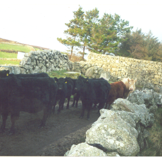 Jimmy Walsh's Farm in Lealetter | Photo Credit Jimmy Walsh