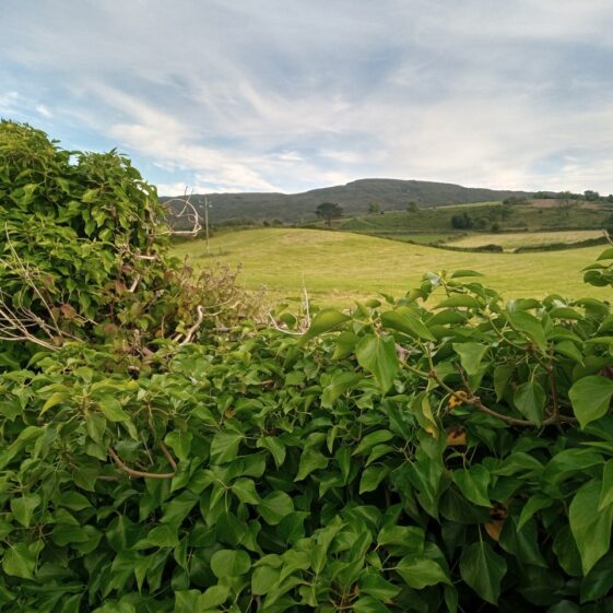On the right coming back into Moycullen village from Oldtown | Moycullen Heritage
