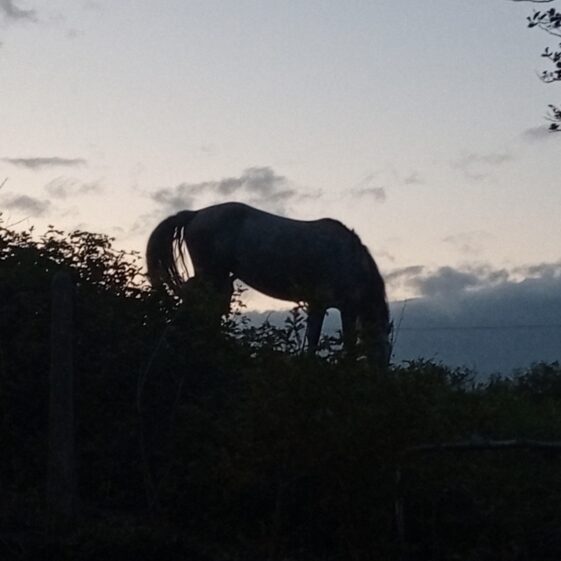 Conamara pony | Moycullen Heritage