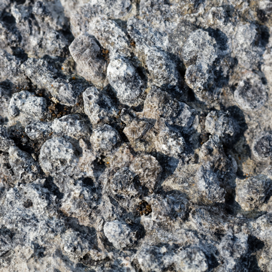 Coral-ly Speaking, Gortnandarragh Rocks!