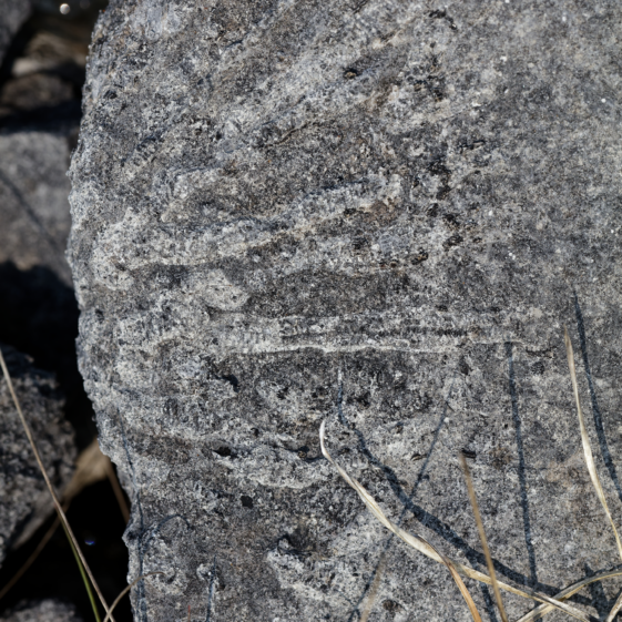 Coral-ly Speaking, Gortnandarragh Rocks!