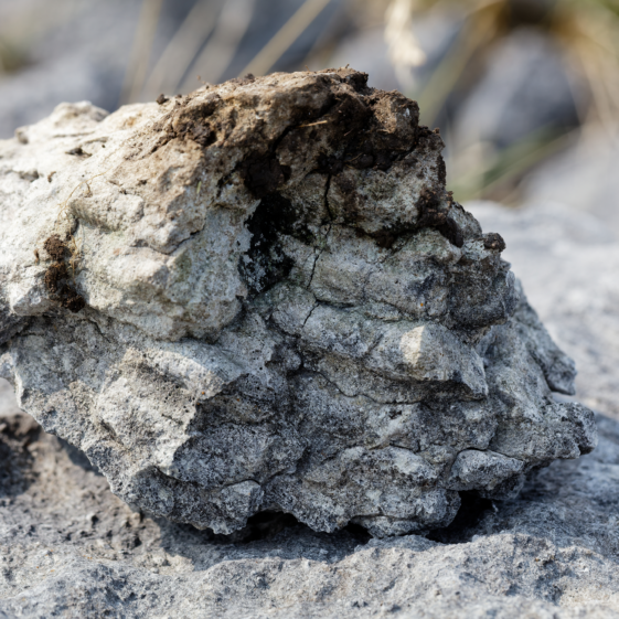 Coral-ly Speaking, Gortnandarragh Rocks!