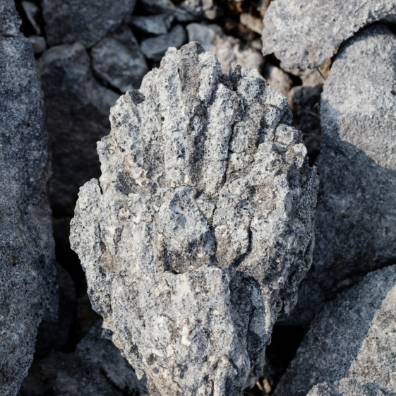 Coral-ly Speaking, Gortnandarragh Rocks!