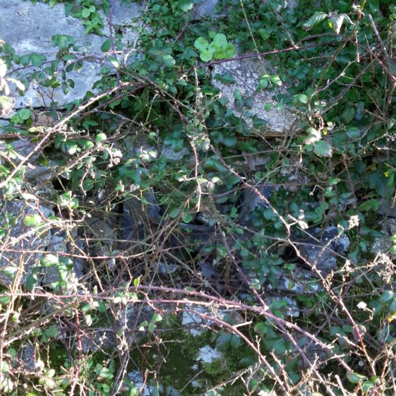 View of overgrown altar/communion opening in north wall from inside the Lower Orchard at Deerfield | Hazel Morrison
