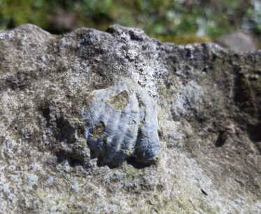 Brachiopod fossil in stone by north wall of Lower Orchard at Deerfield