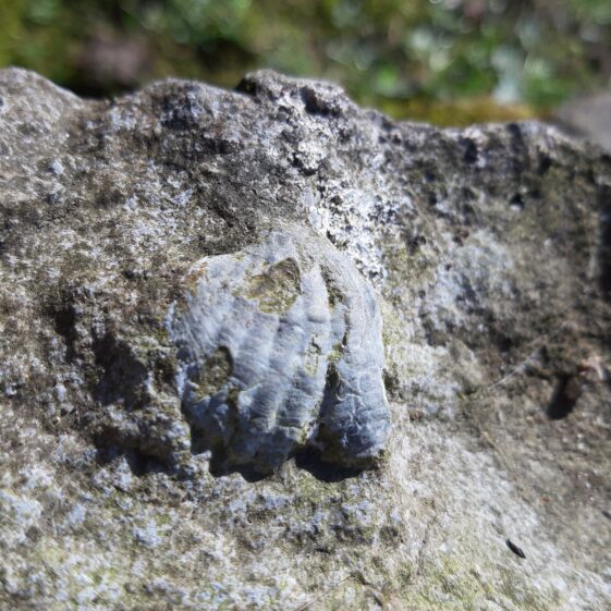 Brachiopod fossil in stone by north wall of Lower Orchard at Deerfield | Hazel Morrison