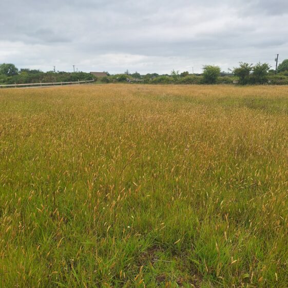 Current day view of the field where Cloch Mór Liagáin stood.