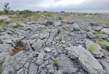 Coral-ly Speaking, Gortnandarragh Rocks!