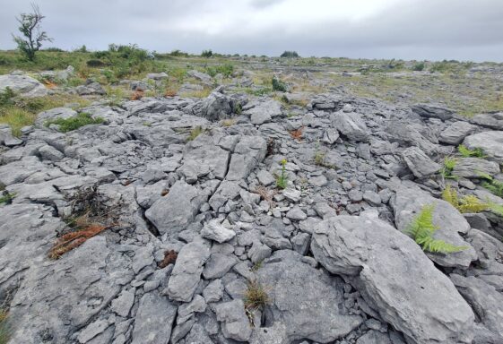 Coral-ly Speaking, Gortnandarragh Rocks!
