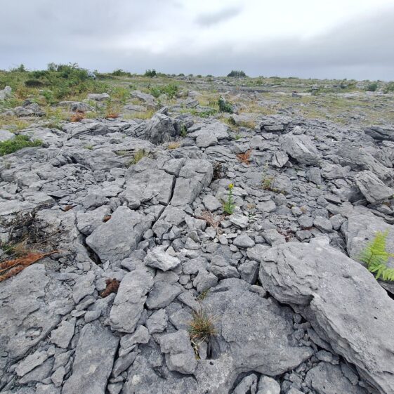 Coral-ly Speaking, Gortnandarragh Rocks!
