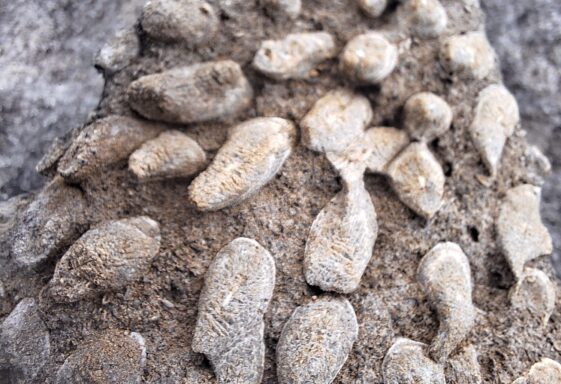Identifying Animal Fossils in the Moycullen Landscape