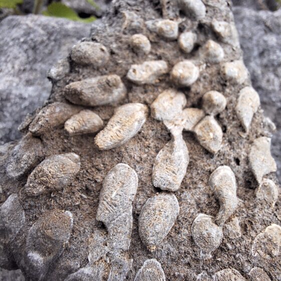 Coral-ly Speaking, Gortnandarragh Rocks!