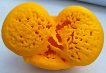 Exploring the Diversity of Pollen Fossils