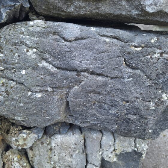 20250807_175812 Heavily fossilized stone at Leagaun Handball Alley | Hazel Morrison