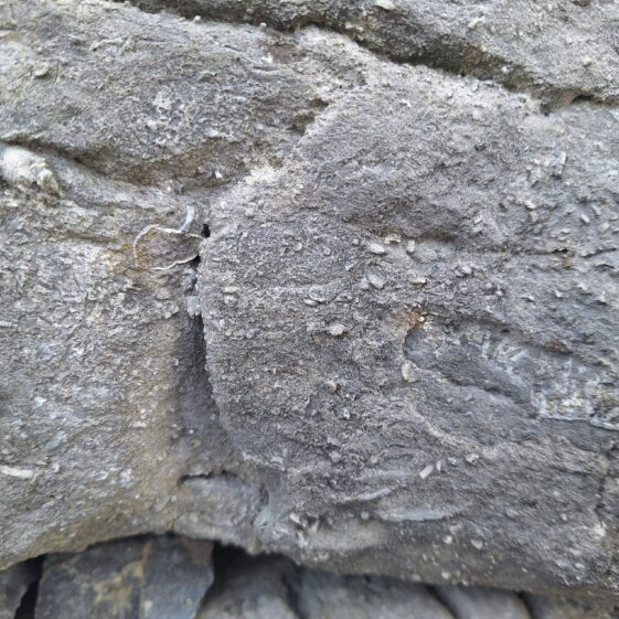 20250807_175824 Crinoid, Brachiopod and Colonial Coral embedded in the stone at Leagaun Handball Alley | Hazel Morrison