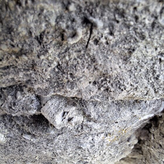 20250807_180353 Crinoid at Leagaun Handball Alley | Hazel Morrison