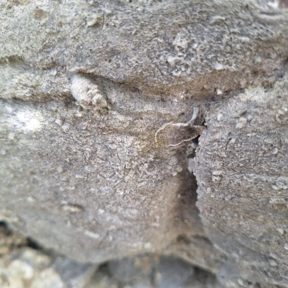 20250807_180605 Crinoid and a Brachiopod, with arguably an intact fossilized pedicle, in the wall of Leagaun Handball Alley. | Hazel Morrison