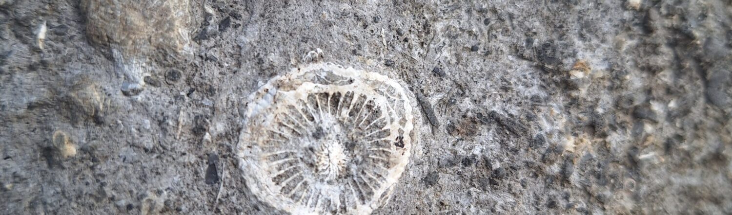 Exploring Fossils in our Community