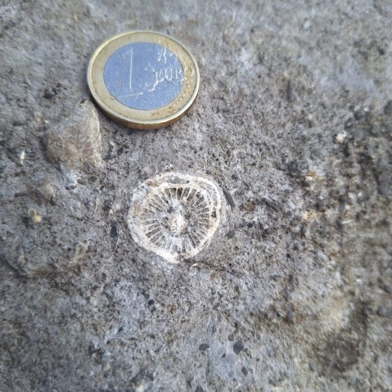 Fossils to Fishing