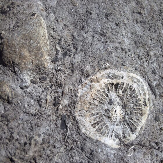 Fossils to Fishing