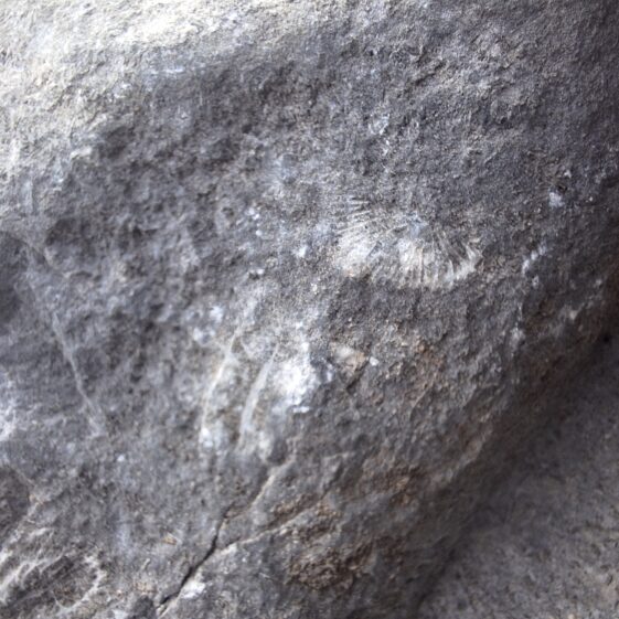 Fossils to Fishing