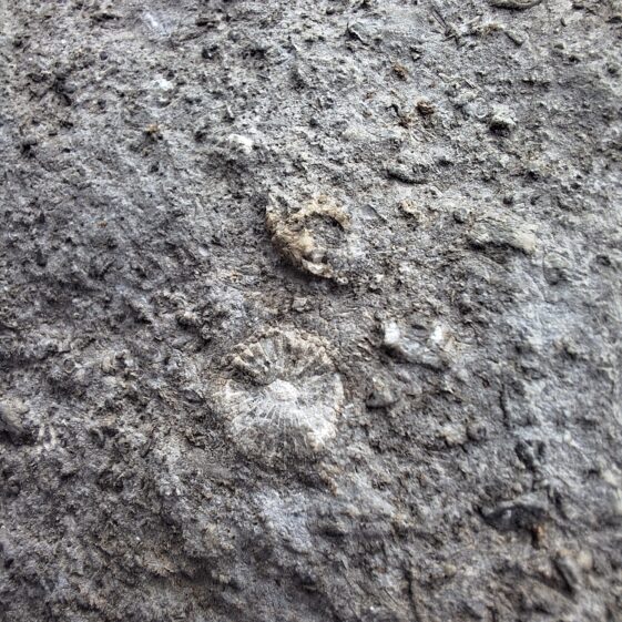 Fossils to Fishing