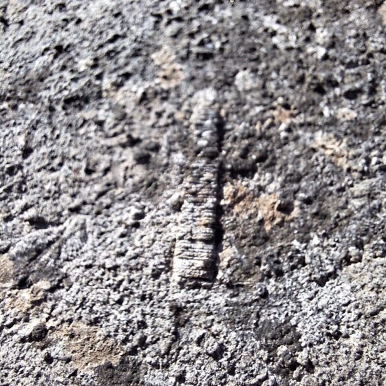 Close up of Crinoid ossicles Grave #78 Sean Reilig Moycullen | Hazel Morrison