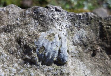 ANIMAL FOSSILS