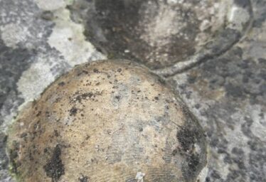 Our Irish Natural History; following our fossils